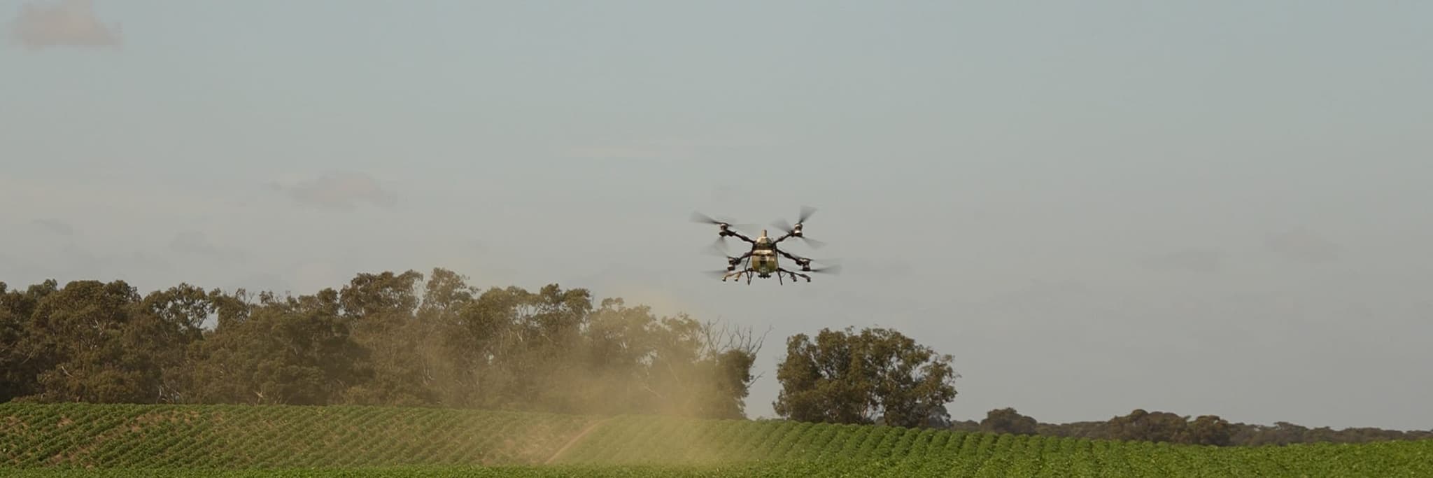 An AGX spray drone working a row crop with a line of gum trees behind it