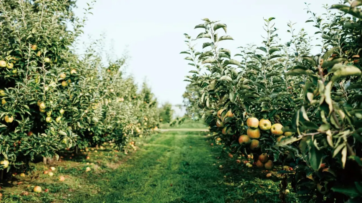 FJD ATX working autonomously in an orchard