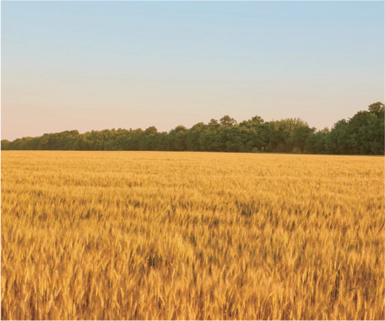Cereal seeding with the FJD APS